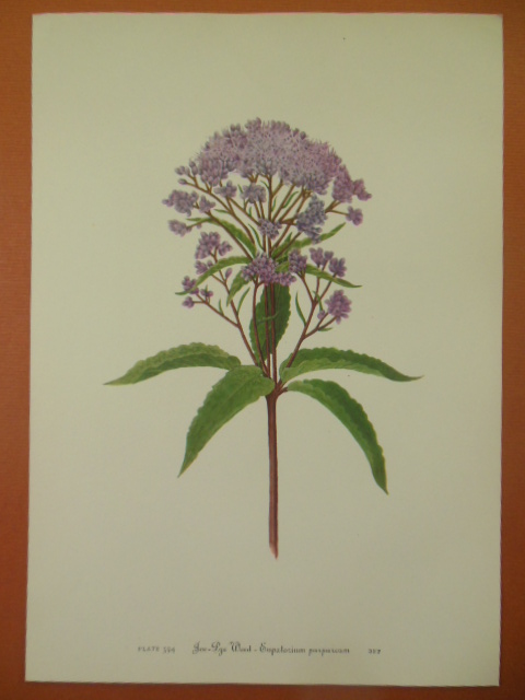 Botanical Print Joe-Lye Weed -- Eupatorium Purpureum