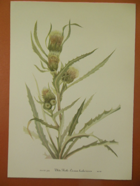 Botanical Print White Thistle - Cirsium Hookerianum