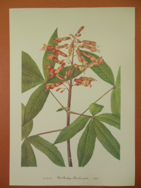 Botanical Print Red Buckeye -Aeseulus Pavia