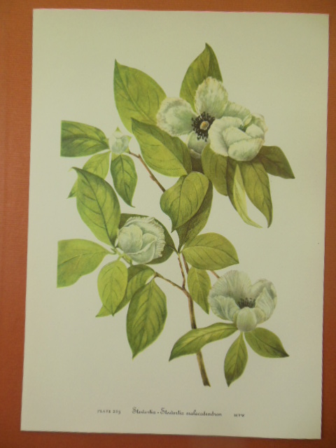 Botanical Print Stewartia - Stewartia Malacodendron