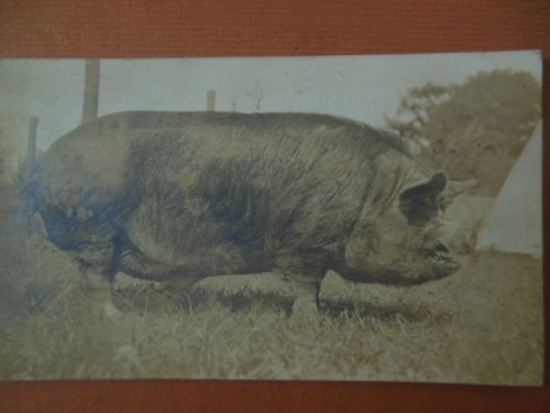 Real Photo Postcard O.C. Barber Thoroughbred Pig (Barberton, Ohio 1911)