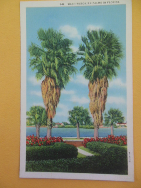 Postcard Washingtonian Palms in Florida (1930's)