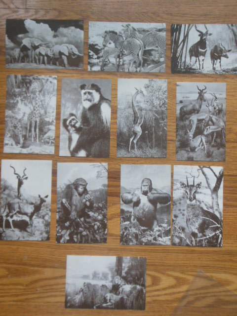 Postcards Animals American Museum of Natural History (Akeley African Hall 12 cards)