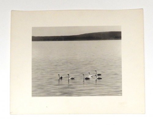 Trumpeter Swans, Yellowstone Lake [37767]