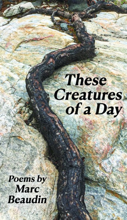 These Creatures of a Day