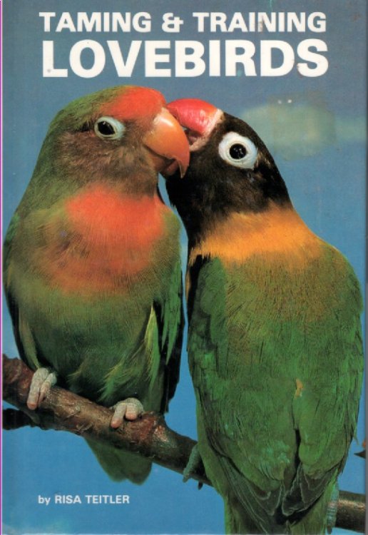 Taming And Training Lovebirds