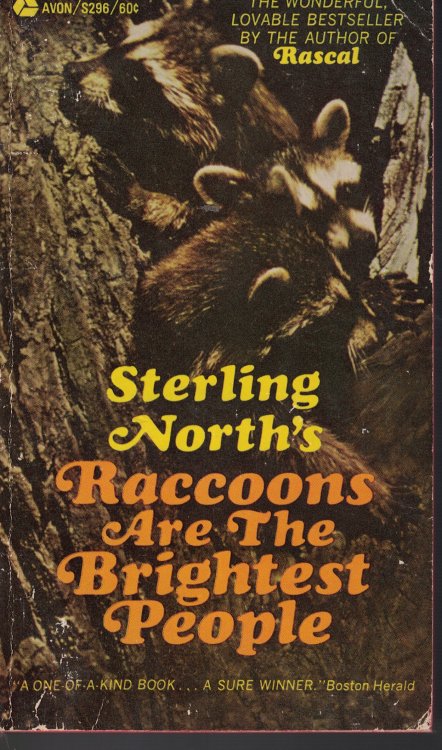 Raccoons Are The Brightest People