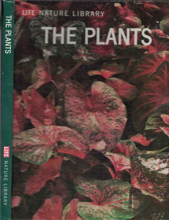 Plants, The