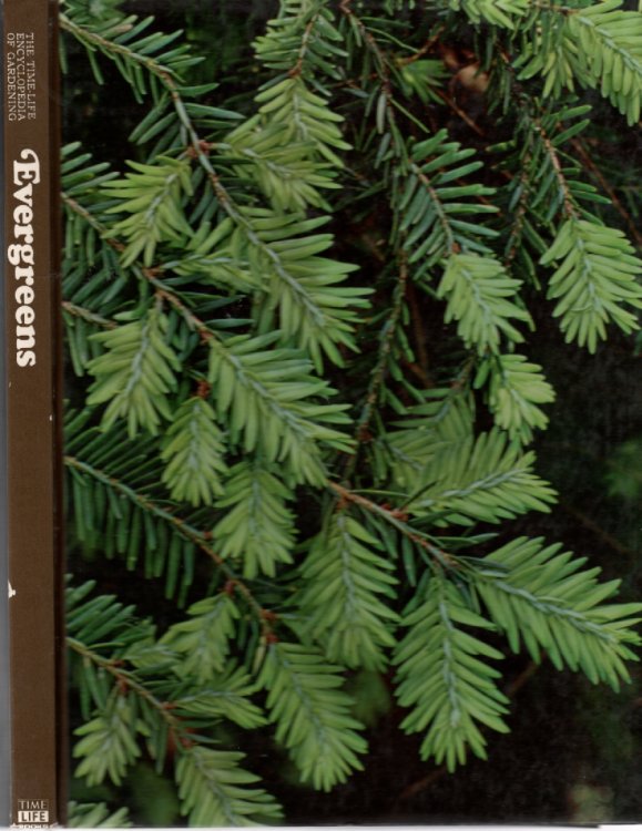 Evergreens