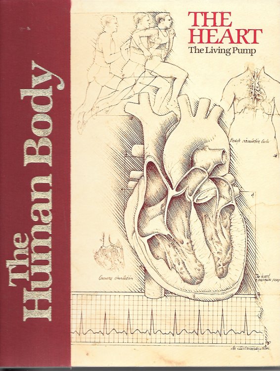 The Heart The Living Pump