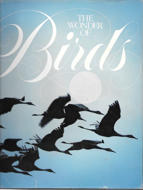 The Wonder Of Birds