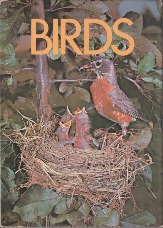 Birds