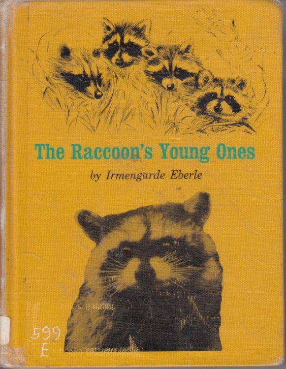 The Raccoon's Young Ones