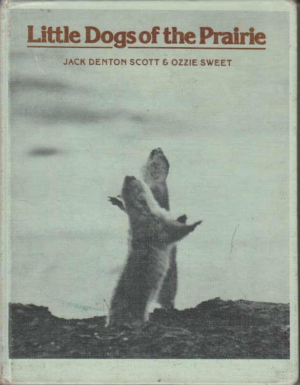 Little Dogs of the Prairie
