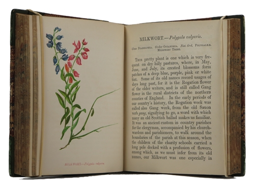 Wild Flowers