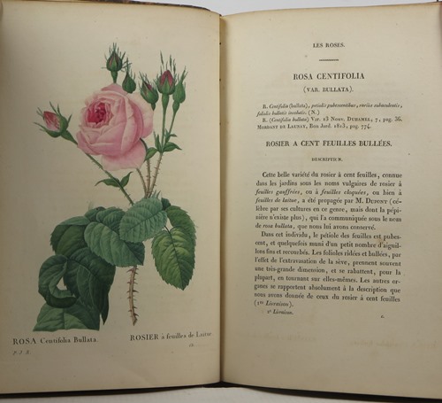 Les Roses, Tome I