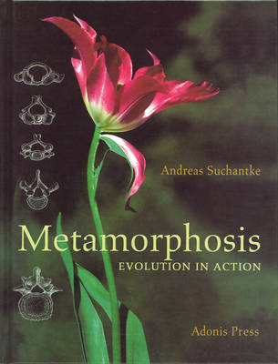 Metamorphosis Evolution in Action