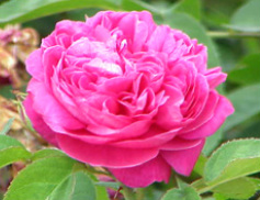 Sphagni Rose 100ml