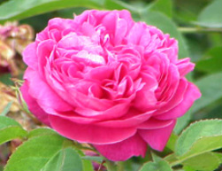 Rose Day Cream 30g
