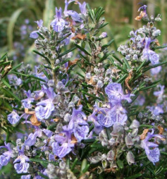 Sphagni Rosemary 50ml