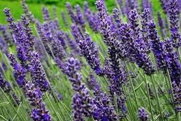Sphagni Lavender 50ml