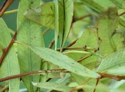 Sphagni Eucalypti 50ml