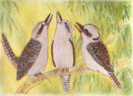 Kookaburras postcard