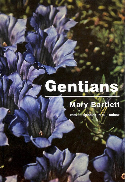 Image for Gentians Gentians