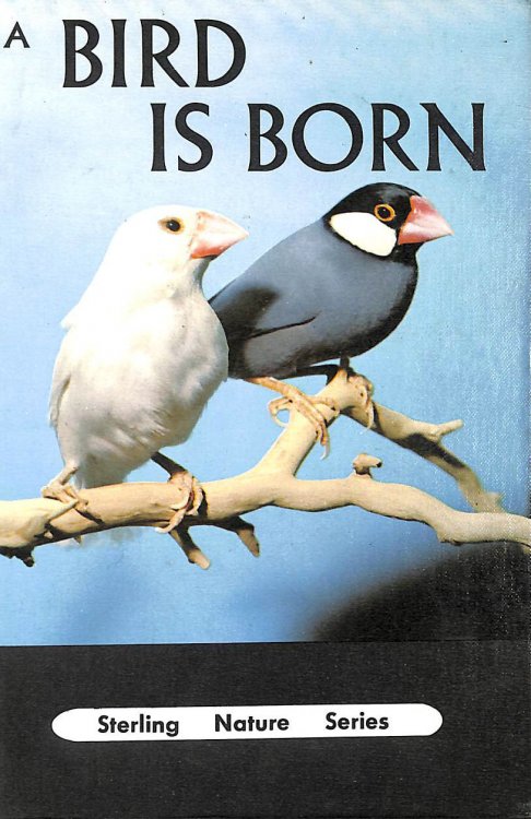 A Bird is Born