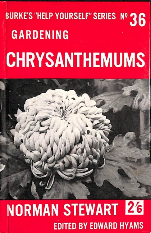 Chrysanthemums (no.36)