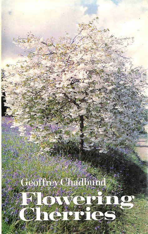 Flowering Cherries
