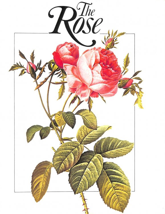 The Rose