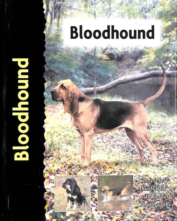 Bloodhound