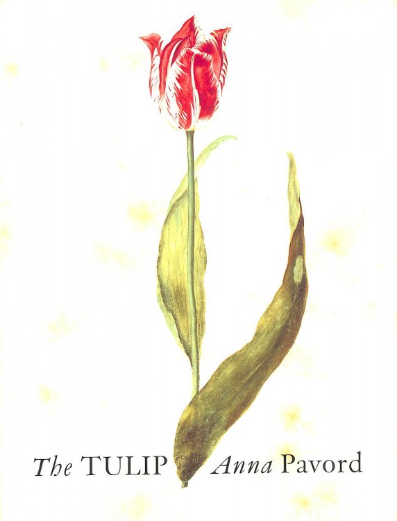 The Tulip