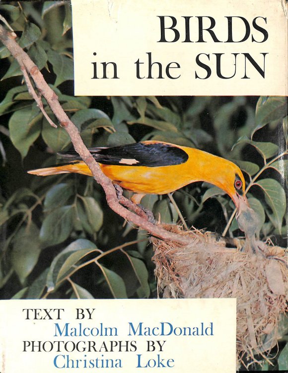 Birds in the Sun