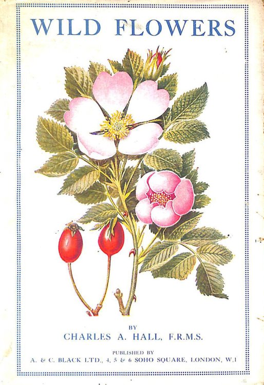 Wild Flowers and Their wonderful Ways