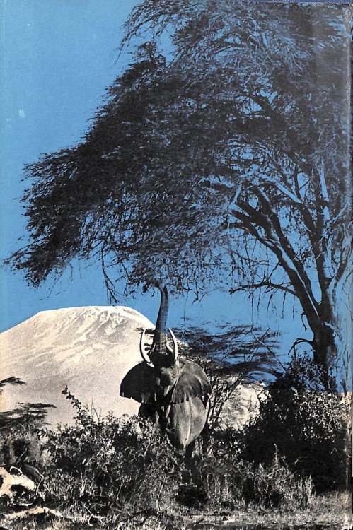Between the sunlight and the thunder: The wild life of Kenya