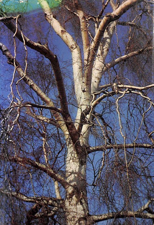 Trees and Bushes of Europe