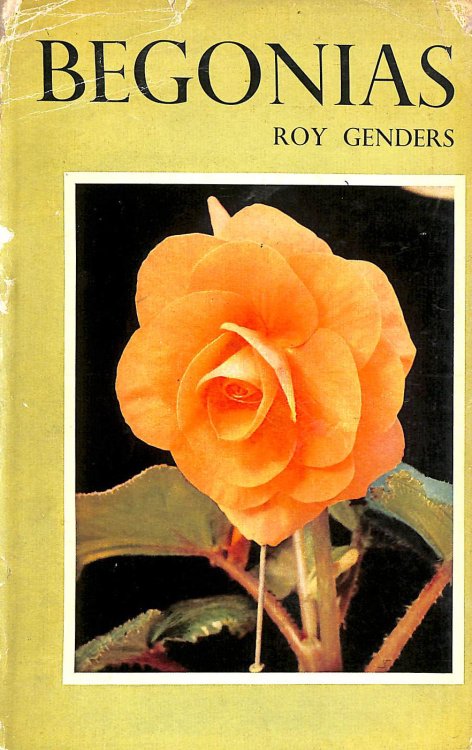Begonias