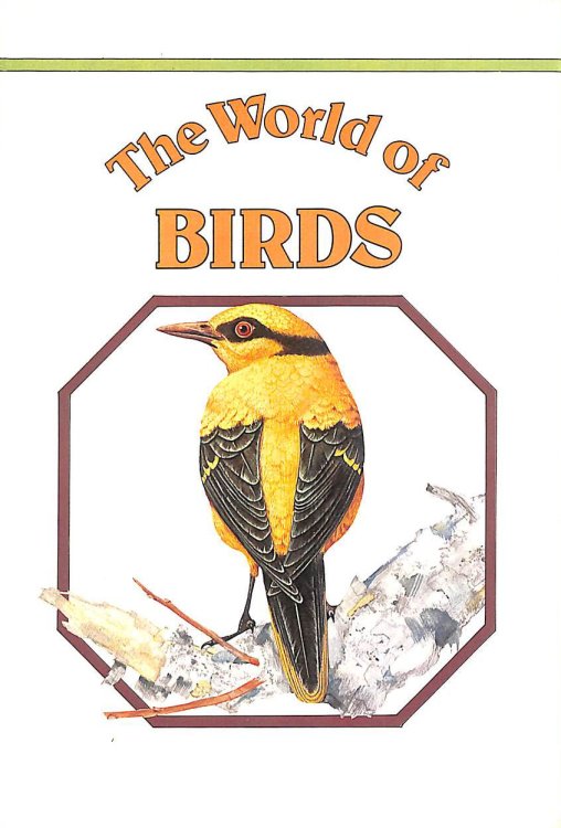 The World Of Birds