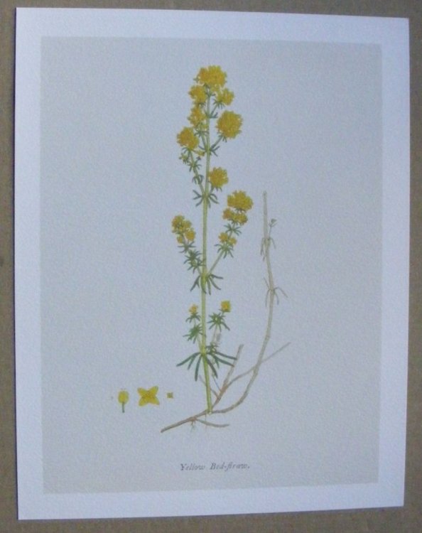 English Botany, or Coloured Figures of British Plants (21 prints in folder). The figures by James Sowerby, F.L.S., the text by James Edward Smith, M.D., F.R.S.