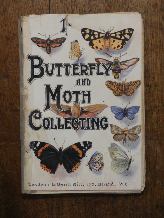 Butterfly and Moth Collecting