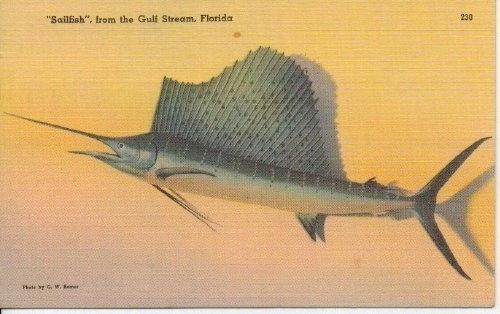 Sailfish, From The Gulf Stream, Florida
