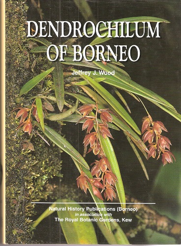 Dendrochilum of Borneo.
