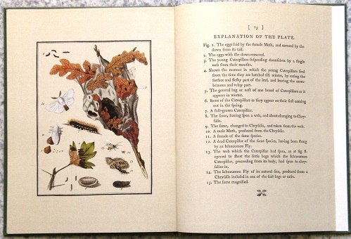 A Short History of the Brown-Tailed Moth, the caterpillars of which are at present uncommonly numerous and destructive in the vicinity of the Metropolis