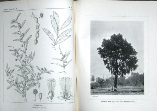 The Forest Flora of New South Wales. Volume 1 - Volume VIII (lacking two parts, otherwise a complete set)