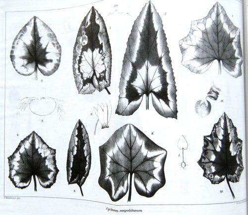 The Genus Cyclamen L. - a systematical and biological monograph