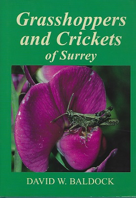 Grasshoppers and Crickets of Surrey