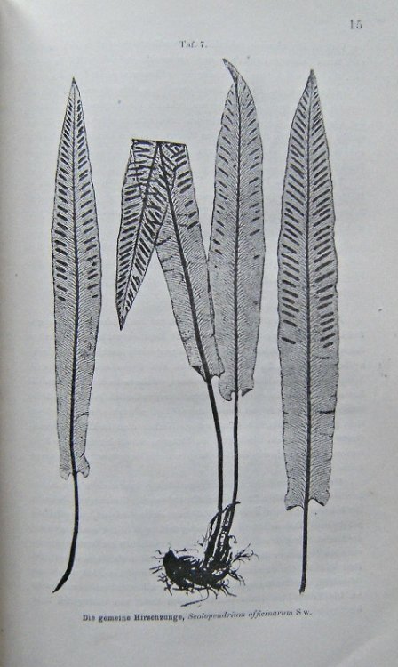 Photographisches Album der Flora Oesterreichs, zugleich ein Handbuch zum Selbstunterricht in der Pflanzenkunde