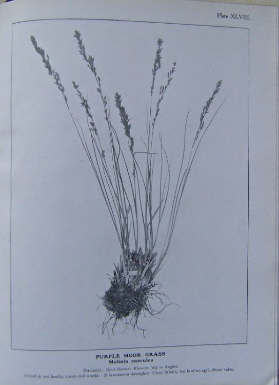 British Grasses
